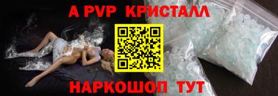 стафф Кингисепп
